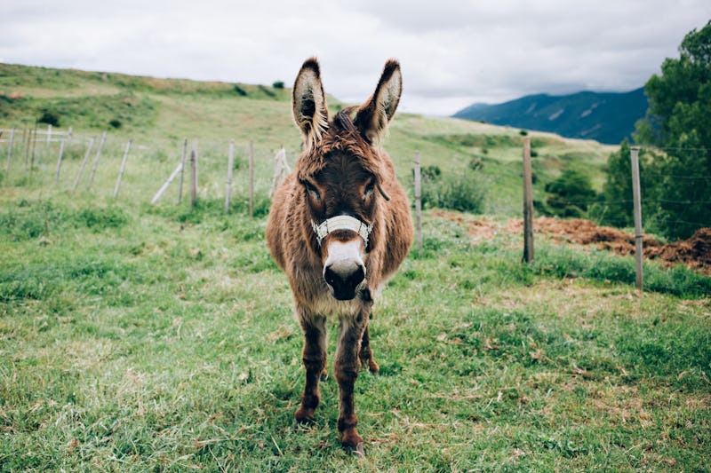 6 Reasons You Need A Miniature Donkey As A Pet Immediately Not That You Really Need Any Convincing