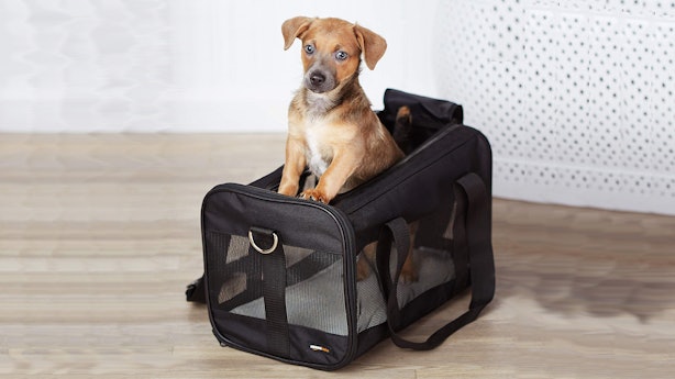 The 7 Best Dog Carriers For Airline Travel