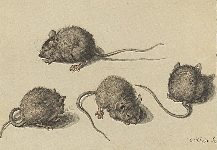 9 OldFashioned Cold Cures From History That We Probably Shouldn’t