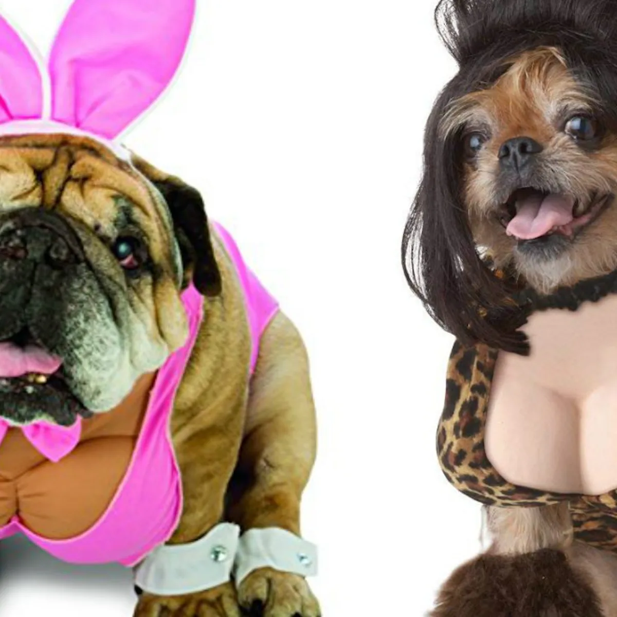Sexy Dog Halloween Costumes Are A Thing & Can You Please Not? Sexy Dog Halloween Costumes Are A Thing & Can You Please Not?