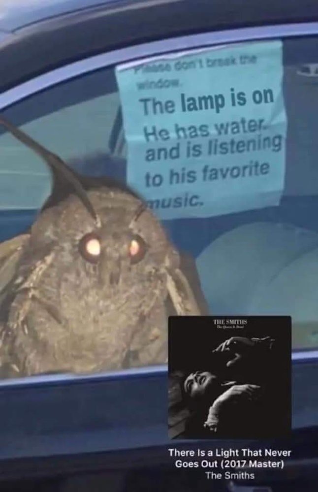 What Is The Moth Lamp Meme? Here’s Why You Keep Seeing This Meme On