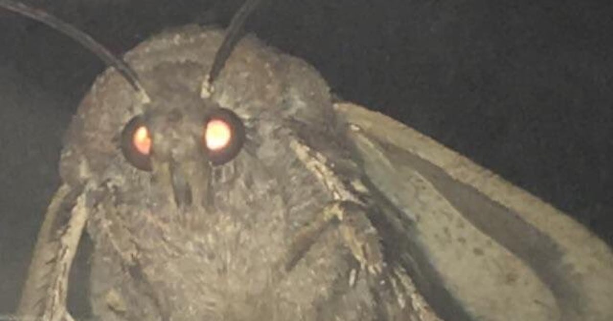 What Is The Moth Lamp Meme Here S Why You Keep Seeing This Meme On Social Media