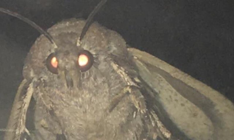 What Is The Moth Lamp Meme Here S Why You Keep Seeing This Meme On Social Media What Is The Moth Lamp Meme Here S Why You Keep Seeing This Meme On Social Media