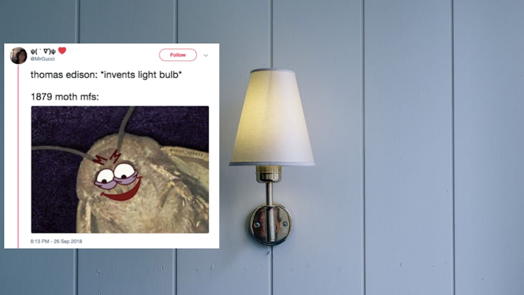 These Popular Memes About Moths Lamps Might Actually Haunt Your Dreams