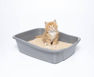 sWheat Scoop All-Natural Clumping Cat Litter (7 Pounds)
