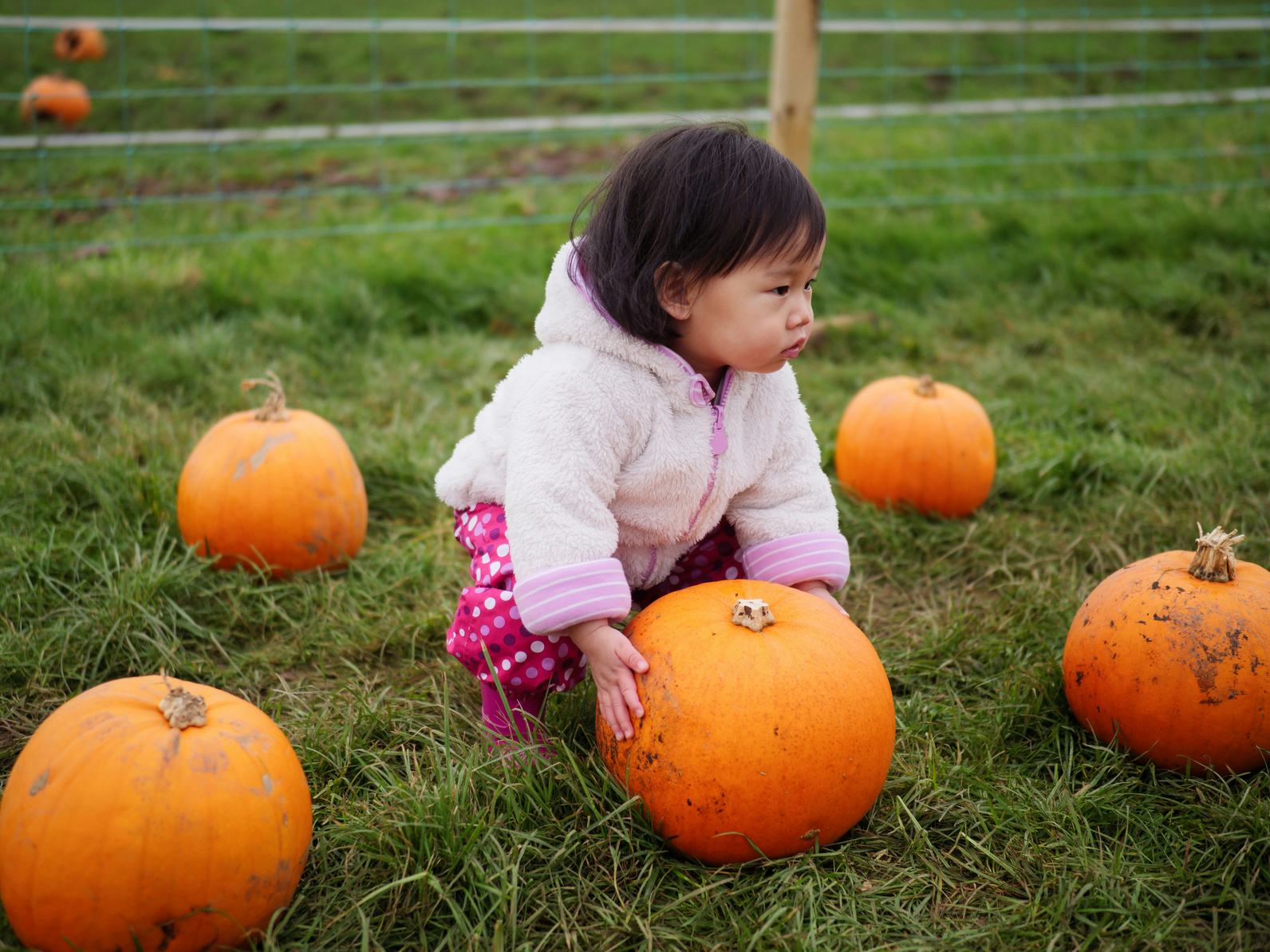 little girl in pumpkin patch