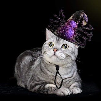 Pet Leso Cat Witch Hat