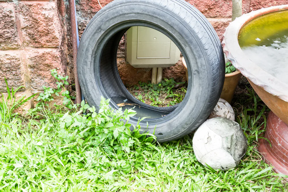 How To Keep Waterbugs Out Of Your Apartment Far Far Away From You