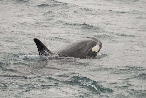 Tahlequah the orca whale swimming through her "tour of grief"