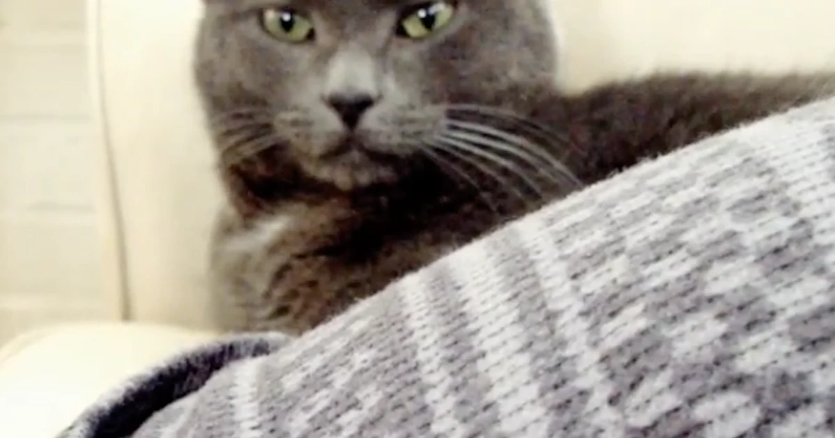 Can Cats Sense Labor Because If Any Animal Can It Has To Be Them