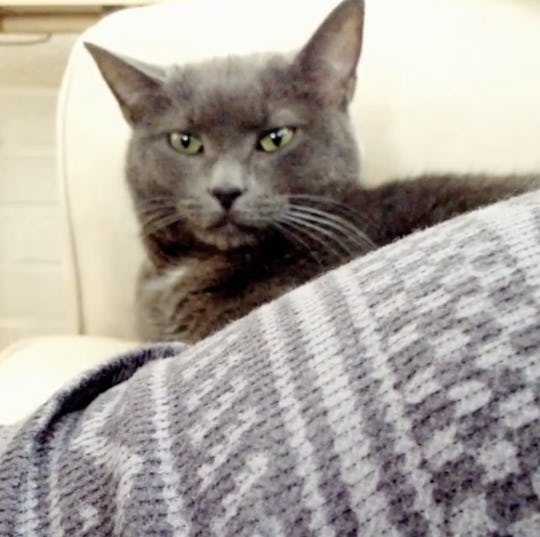 Can Cats Sense Labor? Because If Any Animal Can, It Has To Be Them Can Cats Sense Labor? Because If Any Animal Can, It Has To Be Them