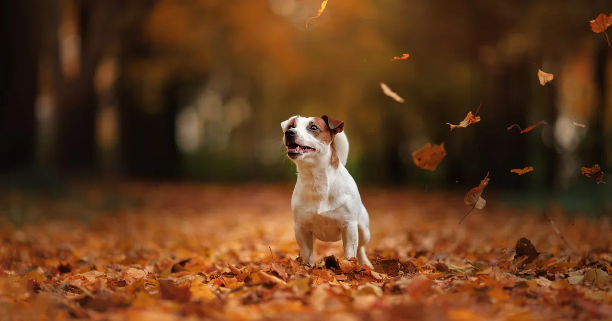 17 Dogs Who Know Fall Is The Best Season And Can't Wait For It To Just ...