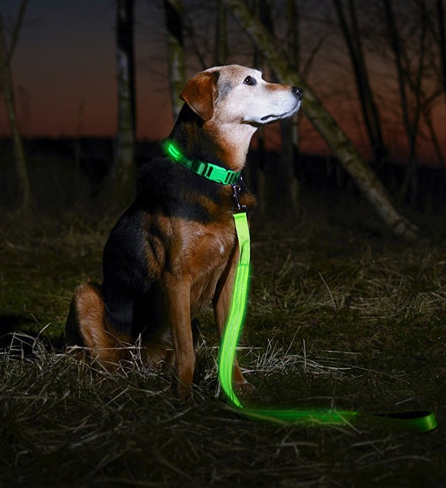 The 5 Safest Dog Leashes