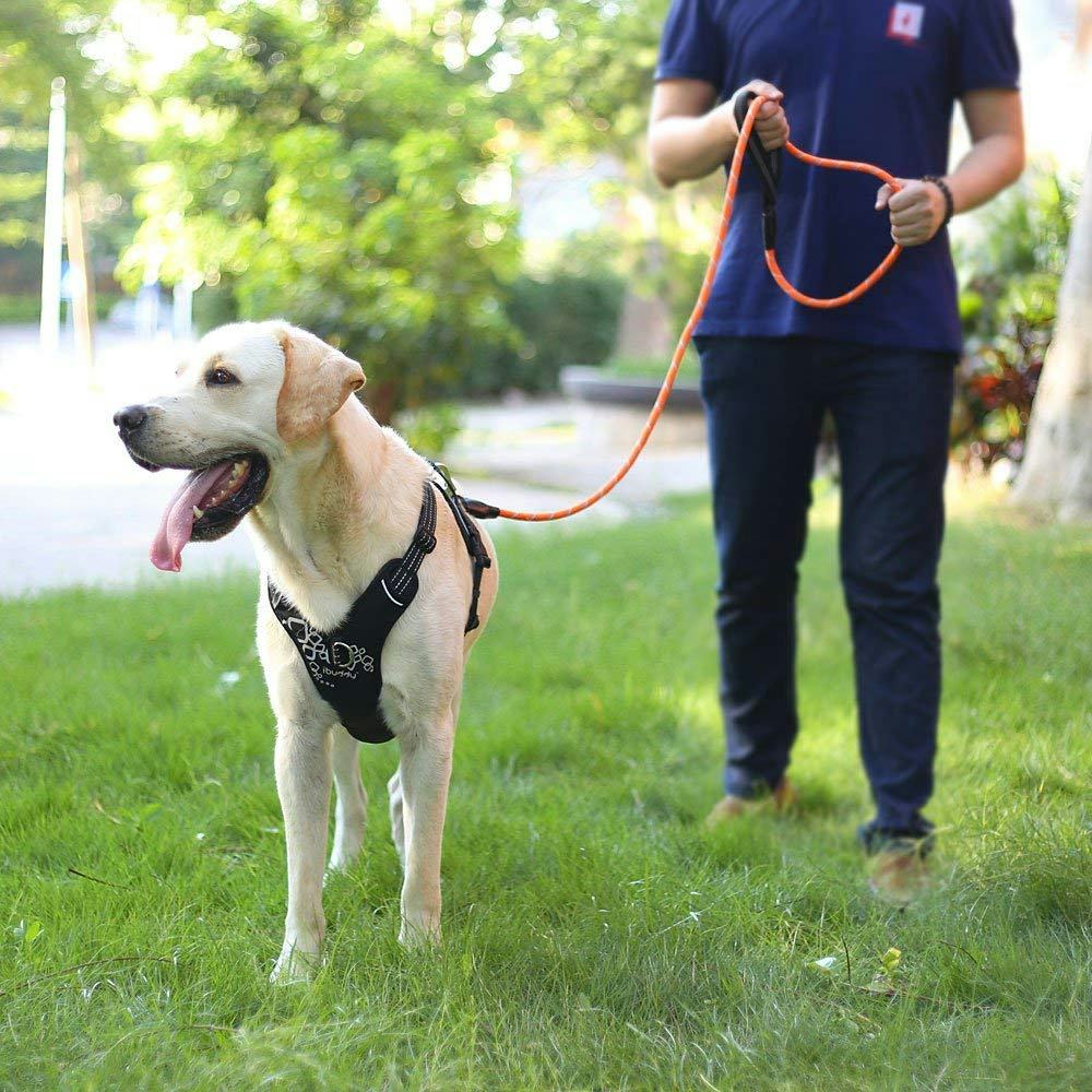 The 5 Safest Dog Leashes