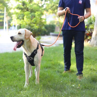 The 5 Safest Dog Leashes