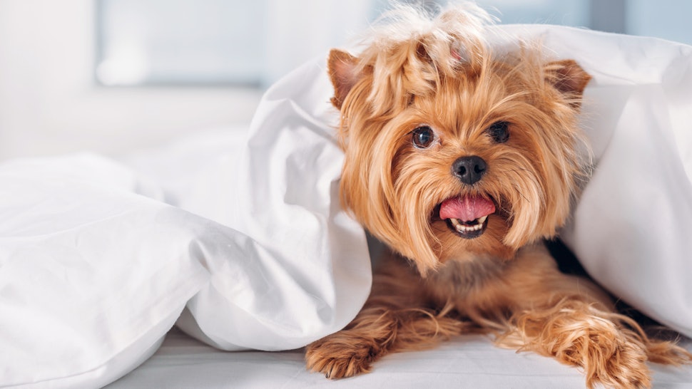 The 3 Best Comforters For Dog Hair