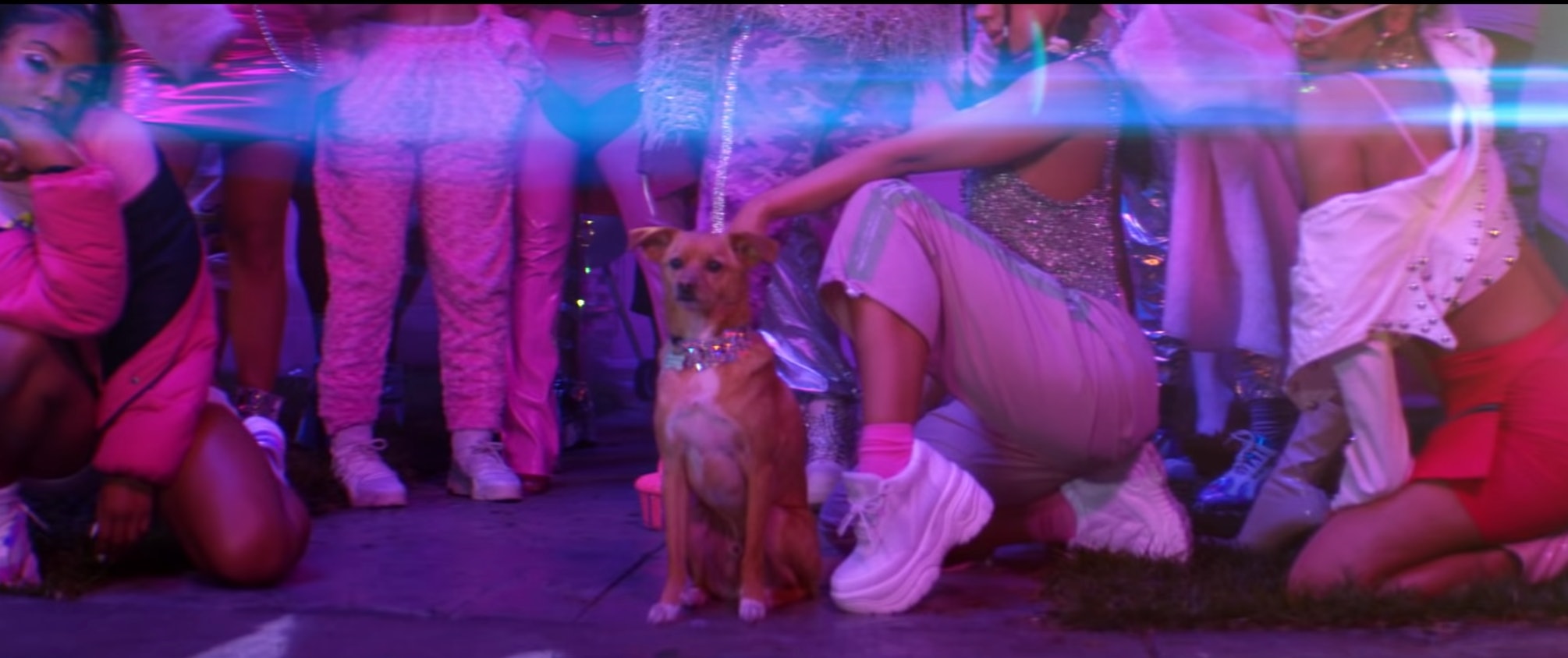 Ariana Grandes Dog Toulouse Is In The 7 Rings Music Video