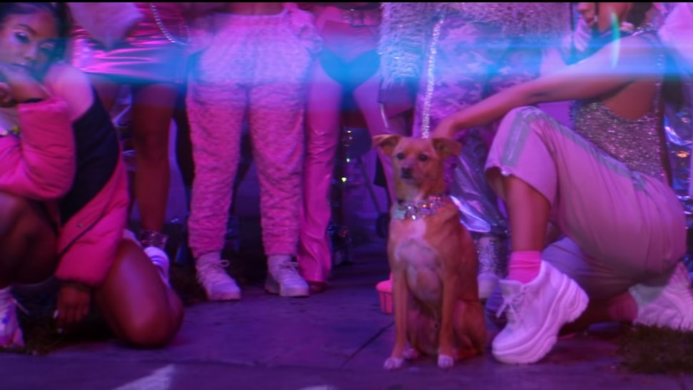 Ariana Grandes Dog Toulouse Is In The 7 Rings Music Video