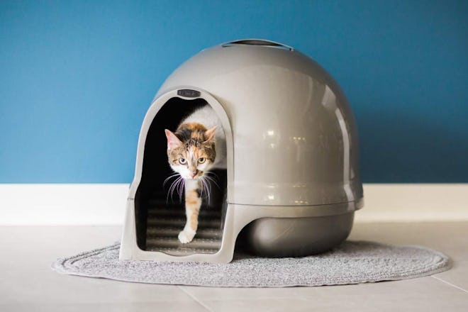Petmate Clean Step Litter Dome