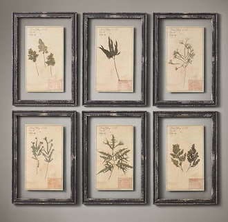 19th C. Framed Herbariums (Set of 6) - Black 