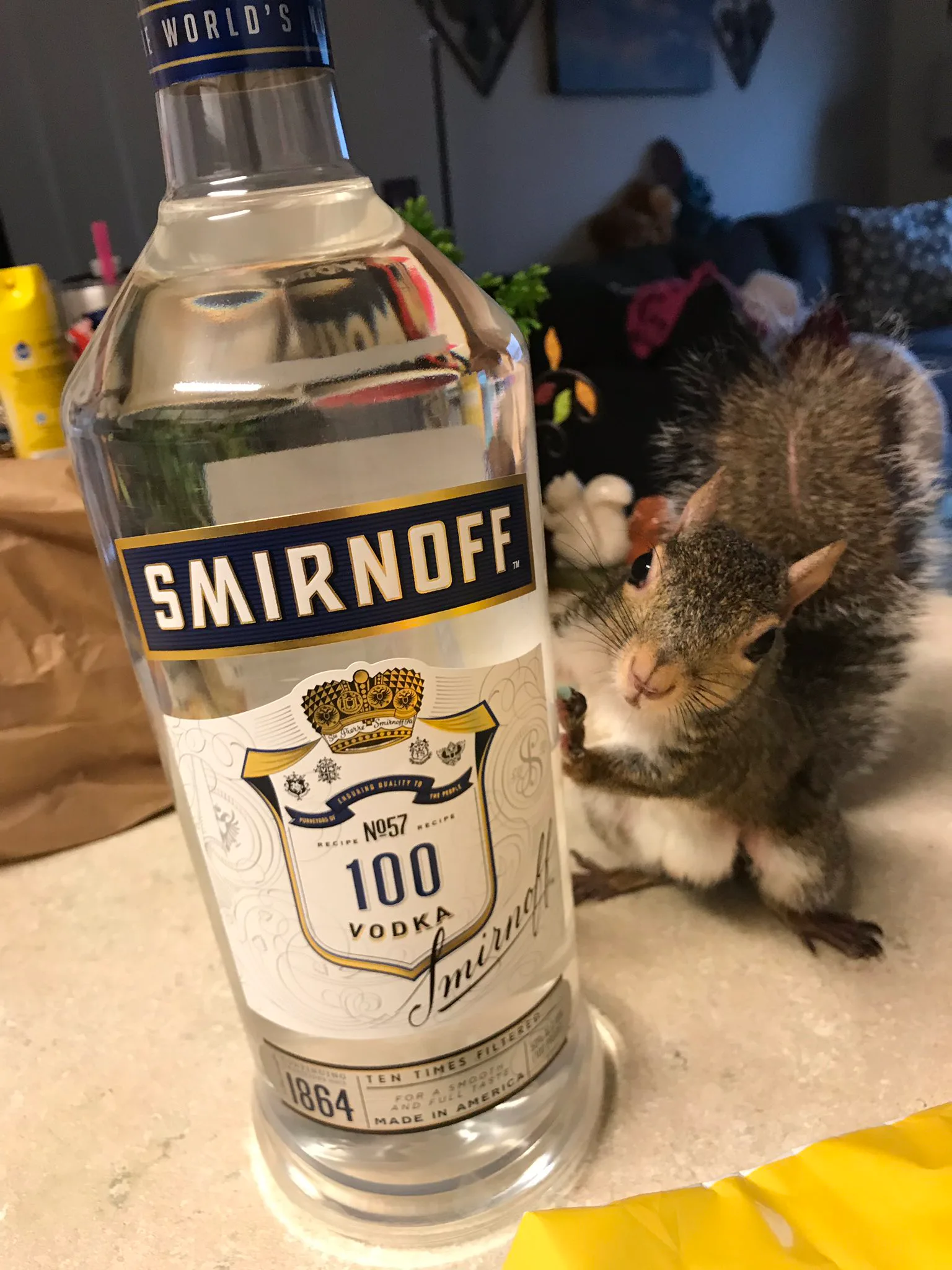 13 Squirrel Appreciation Day Tweets You Deserve On Your Timeline Right Now