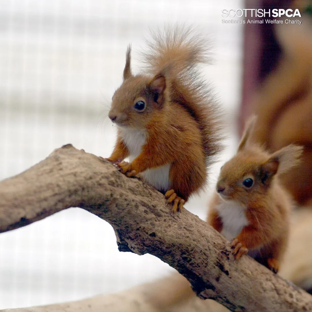 13 Squirrel Appreciation Day Tweets You Deserve On Your Timeline Right Now