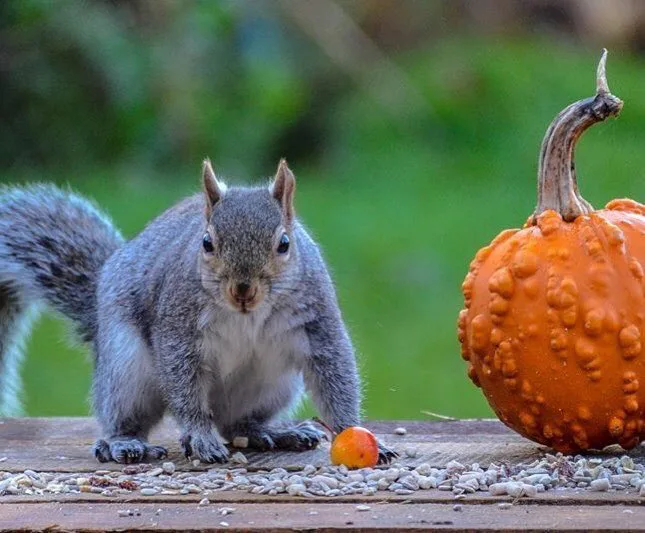13 Squirrel Appreciation Day Tweets You Deserve On Your Timeline Right Now
