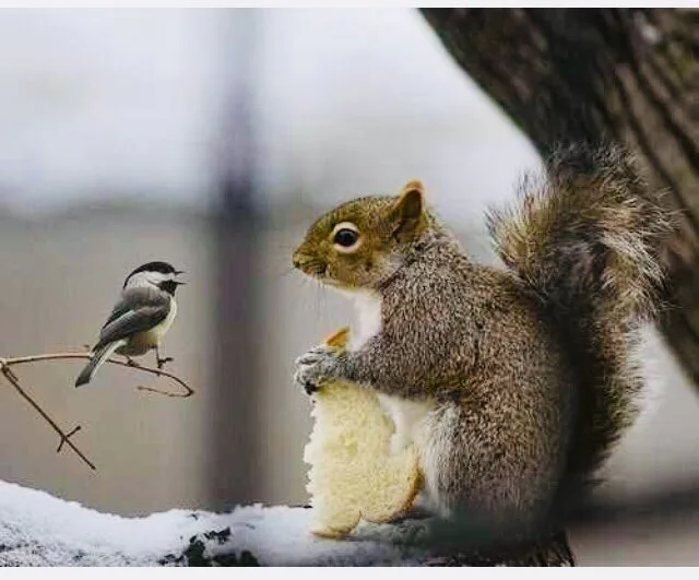 13 Squirrel Appreciation Day Tweets You Deserve On Your Timeline Right Now