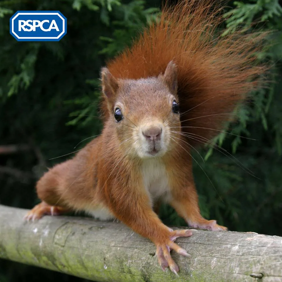 13 Squirrel Appreciation Day Tweets You Deserve On Your Timeline Right Now