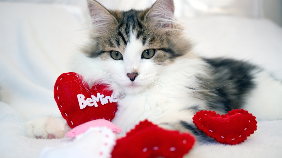 40 Valentine's Day Names For Cats, Because Kittens Are Better Than