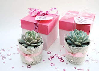 Set of 12 Valentine's Day Gifts-Succulent Garden in a Box