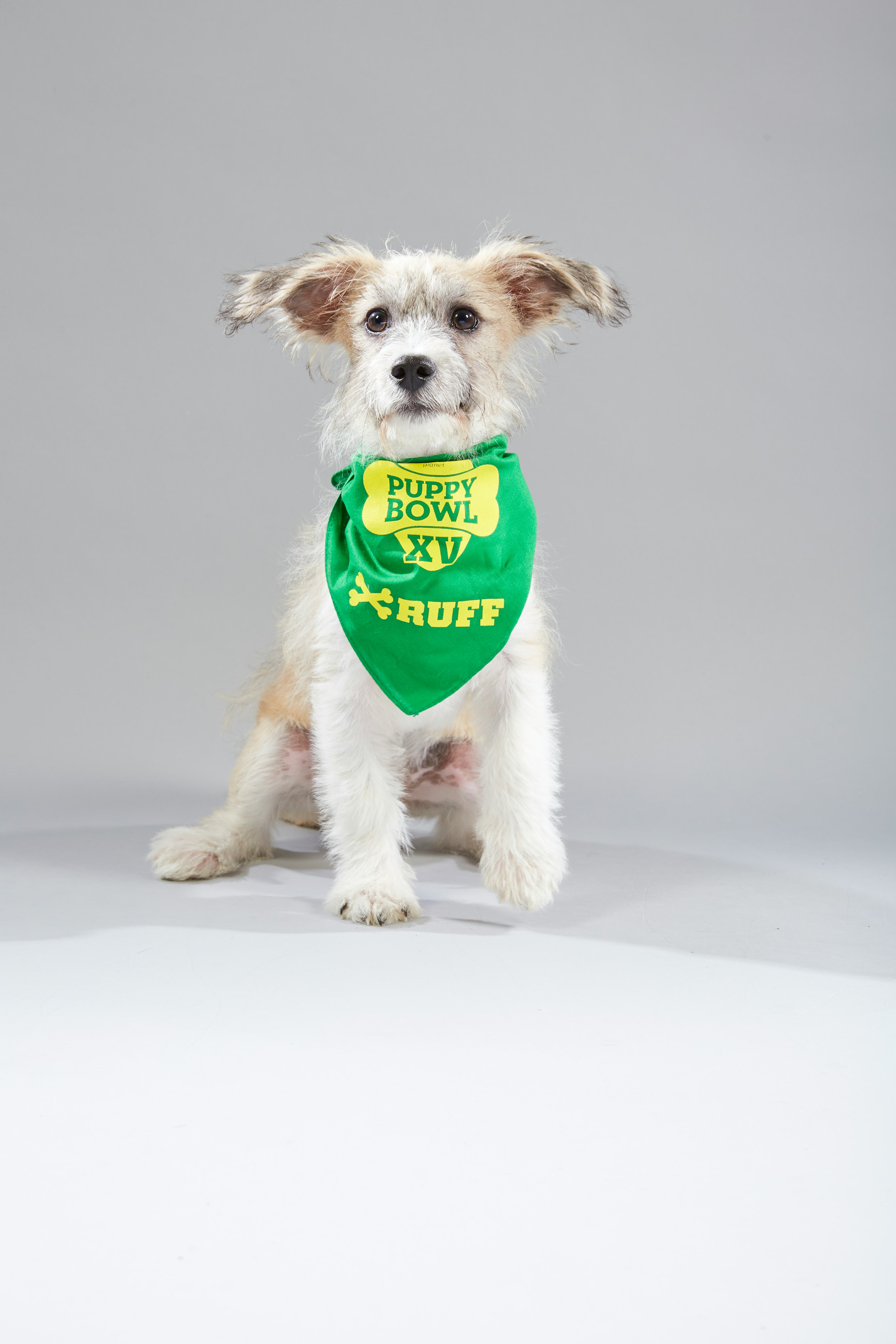 puppies in the puppy bowl 2019