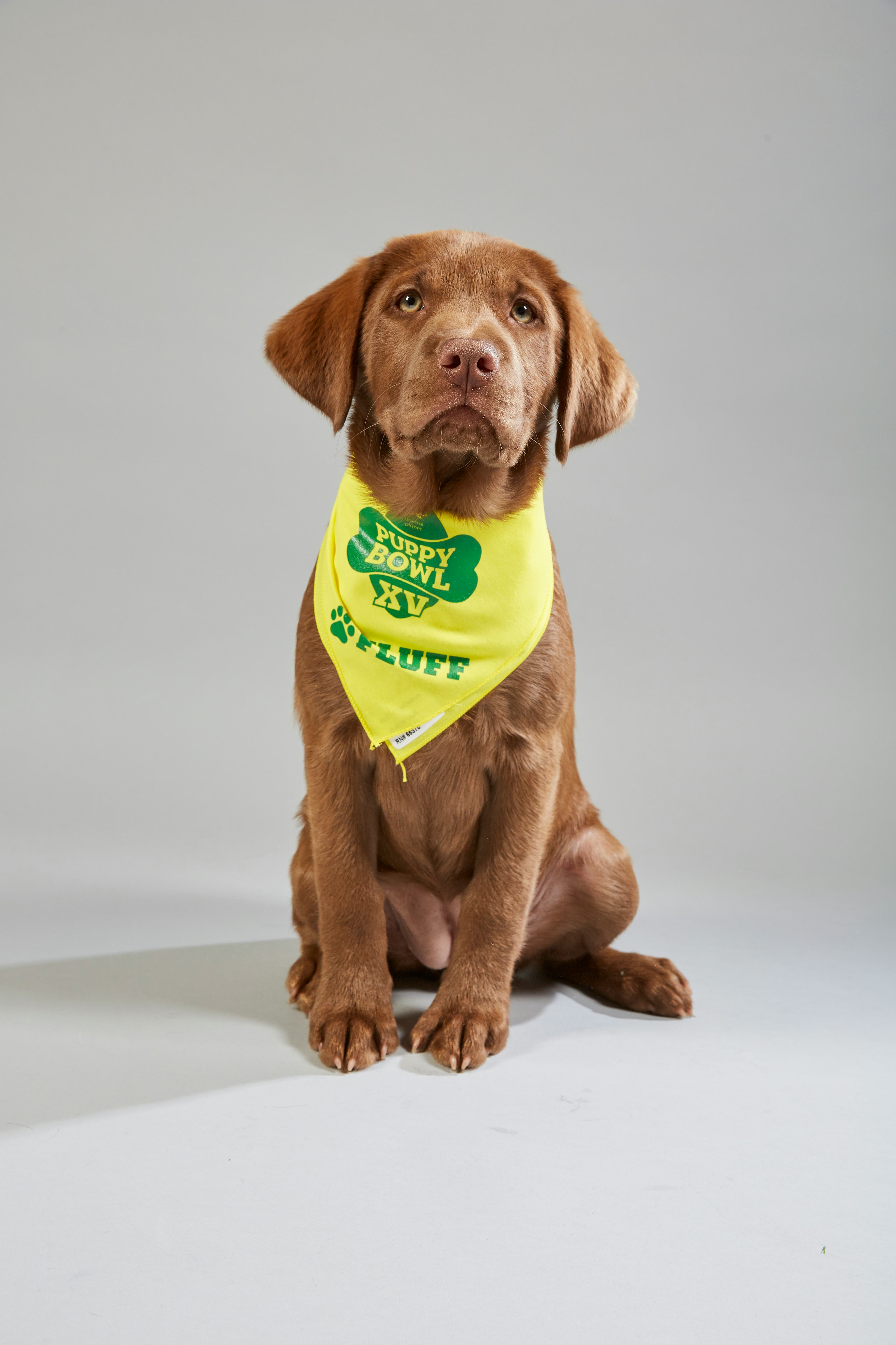 Team fluff best sale puppy bowl 2019