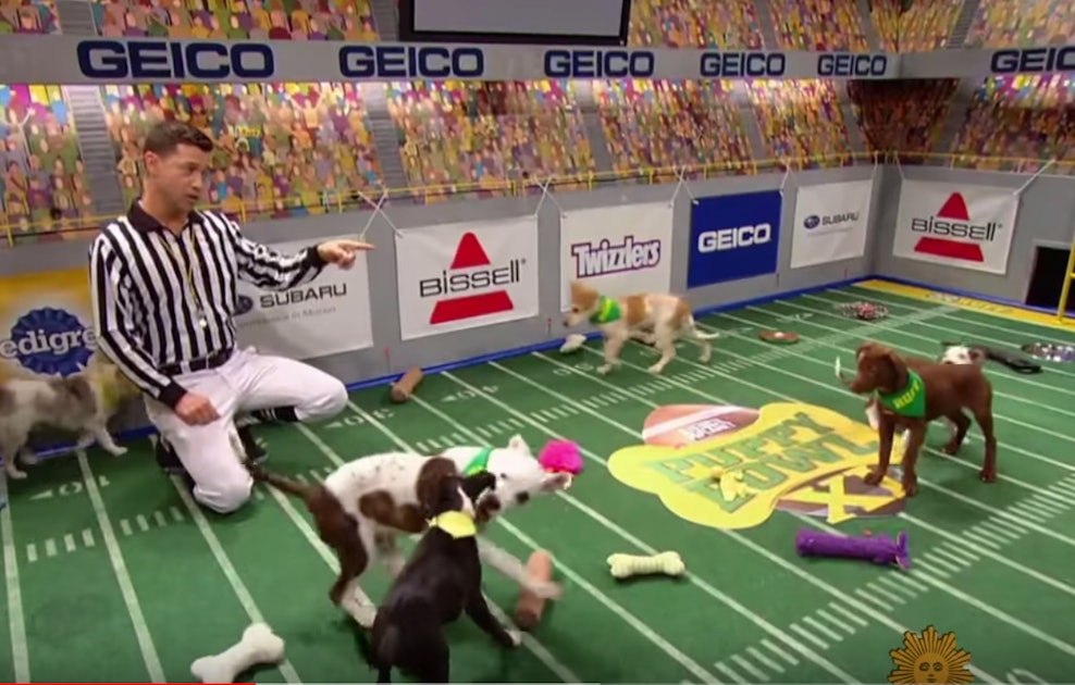 7 Facts About The Puppy Bowl That Might Surprise You