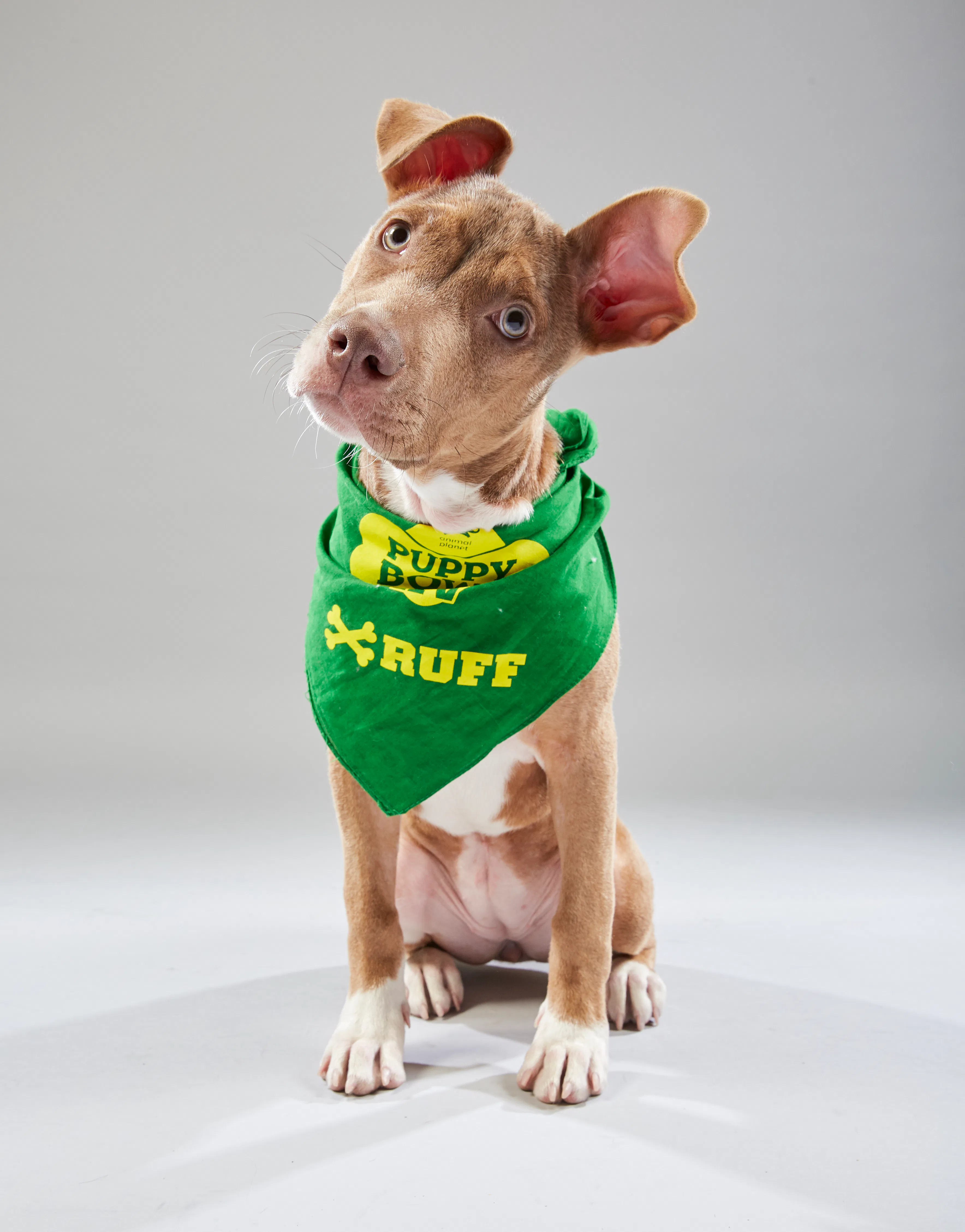 puppy bowl puppies 2019