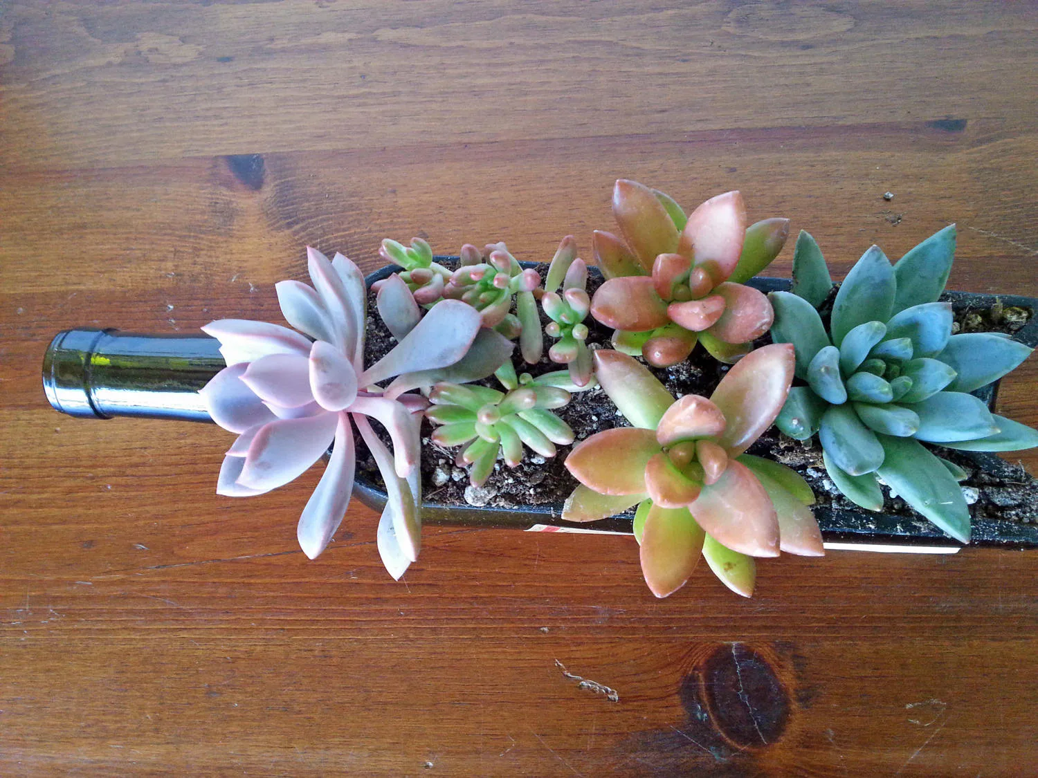 Trader Joe's Has Wine Bottle Succulent Gardens For All Your Boozy Gardening  Needs