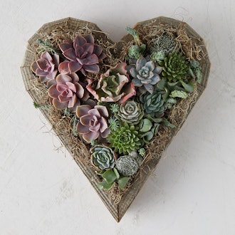 Succulent Sweetheart, Large