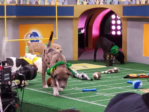 Puppy Bowl Referee Dan Schachner Has The Doggo-Lovin' Job Of Your Dreams