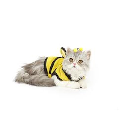 Bumblebee Cat Costume