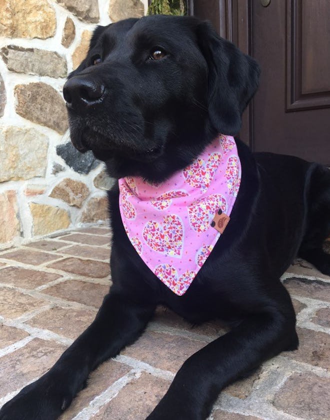 Valentine Dog Bandana