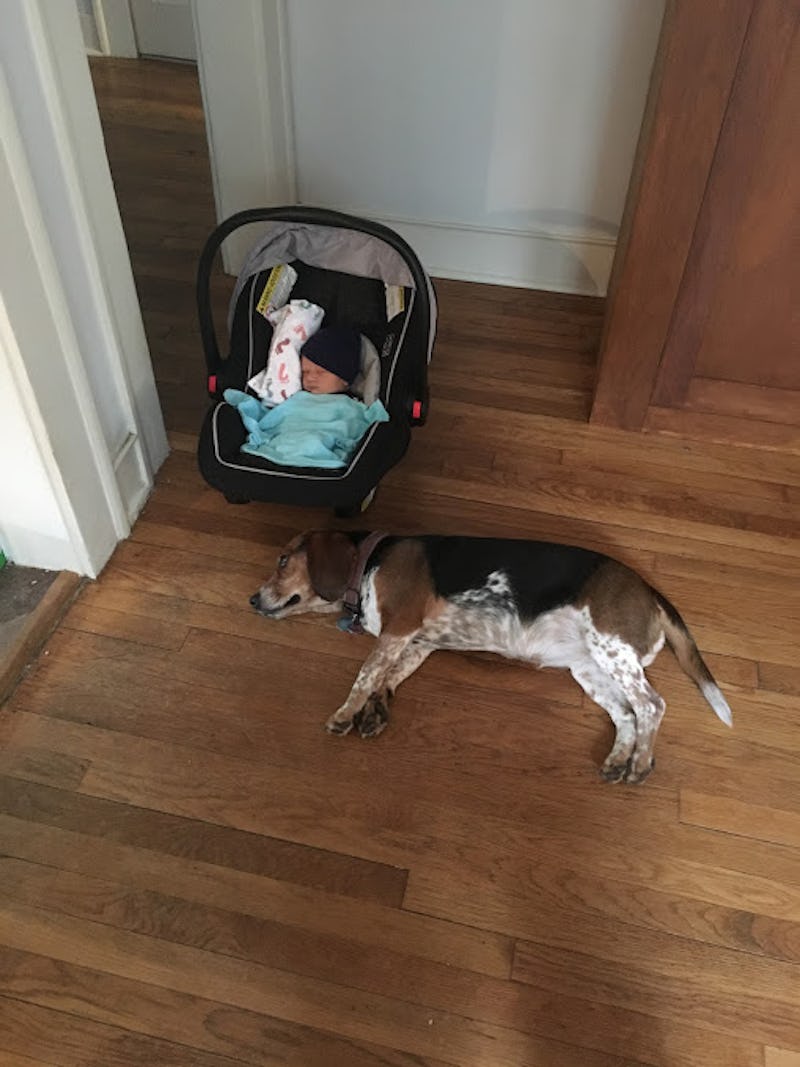 Why Does My Dog Want To Sleep With My Baby? An Expert Explains