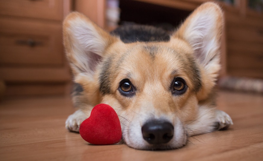 11 Valentine's Day 2019 Gifts For Dogs