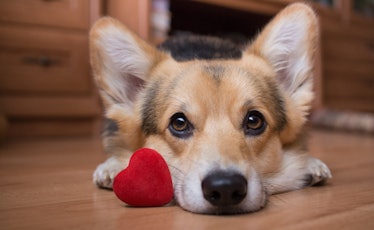 Post one of these adorable dog valentine quotes for when your dog is your Valentine.