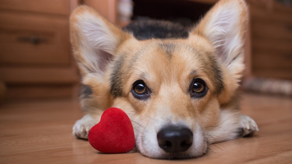 11 Valentine's Day 2019 Gifts For Dogs