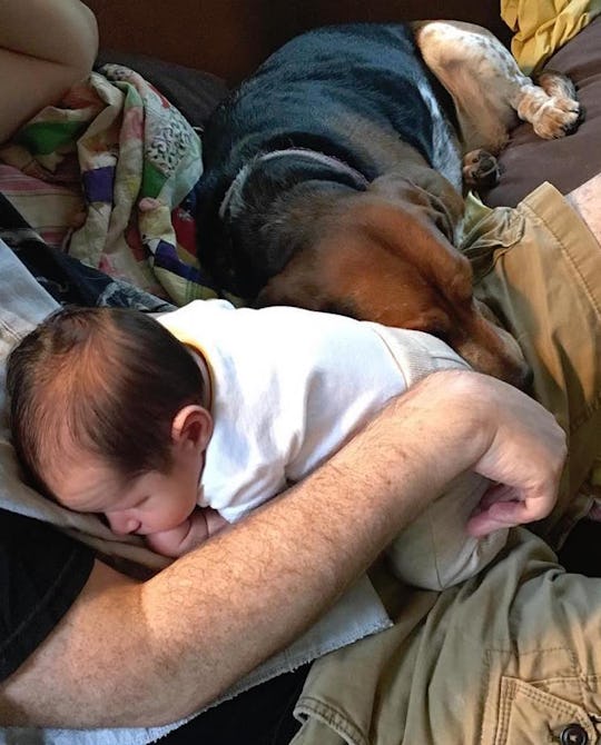 Why Does My Dog Want To Sleep With My Baby An Expert Explains Why Does My Dog Want To Sleep With My Baby An Expert Explains