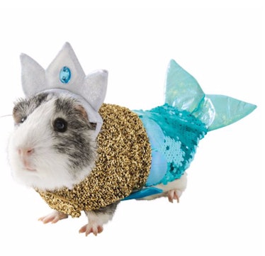 A guinea pig is dressed in a mermaid costume from PetSmart for Halloween.