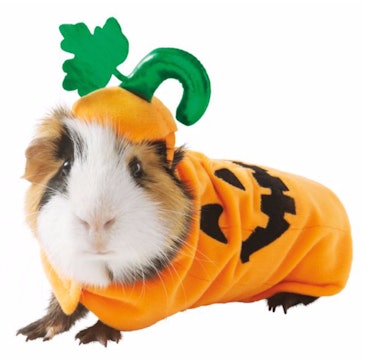 Thrills & Chills™ Pumpkin Small Pet Costume