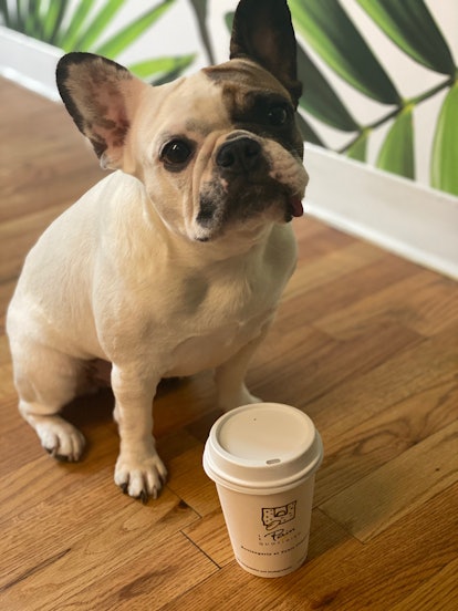 A french bulldog standing next to Le Pain Quotidien's PAWmpkin Spiced Latte. 