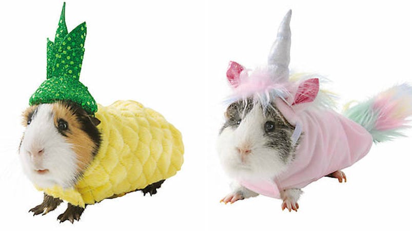 Guinea pig sales unicorn costume
