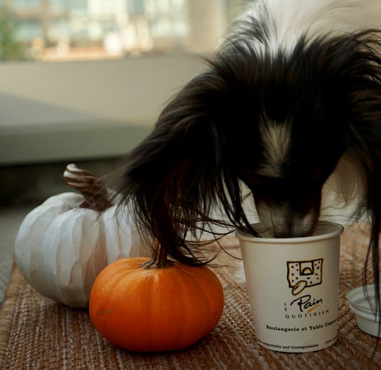 A dog drinking Le Pain Quotidien's PAWmpkin Spiced Latte next to some pumpkins. 